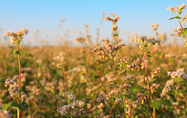 Beautiful blossoming buckwheat field on sunny day, closeup view