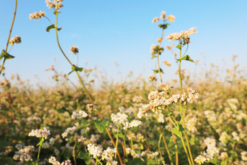 Beautiful blossoming buckwheat field on sunny day, closeup view