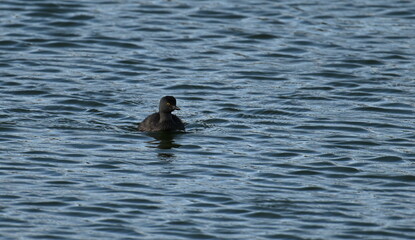 Least Grebe in Lake