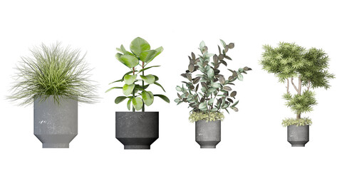 rosemary in a pot