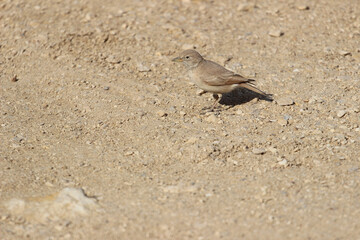 Close Up of young Desert lark stands on ground at desert canyon of Wadi Degla Protectorate, Western Desert, Egypt