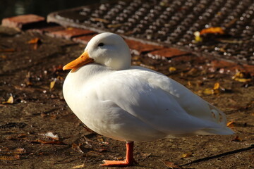 An American White Pekin Duck standing at the edge of a lake, the bird has one leg raised and has just been sleeping.
