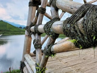 ferns grow between the bamboo constructions