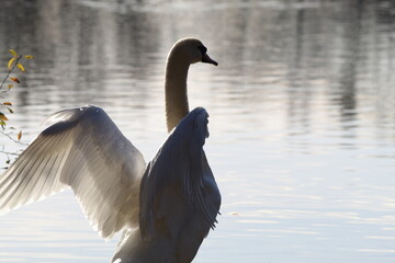 A stunning image of a white swan with their wings spread whilst standing at the edge of a lake in Preston, England.