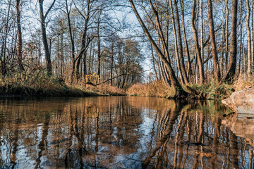 krystalicznie czysta rzeka w lesie na Śląsku w Polsce jesienią - obrazy, fototapety, plakaty