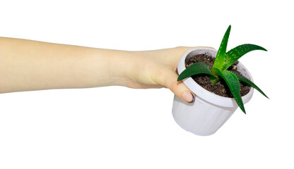 flower in a pot in hand, concept to pass or throw away