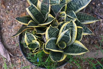 Sansevieria trifasciata or mother-in-law's tongue (lidah mertua) grown in pots. sanseviera is useful as an absorbent for toxic substances.