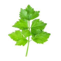 Celery leaves isolated on transparent png