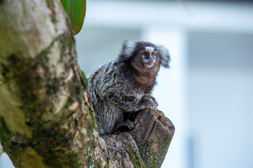White eared monkey on the branch of a tree