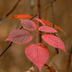 Closeup of red hickory leaves, autumn foliage in a forest