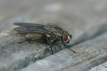 Closeup on a Muscid fly, Helina species, sunbathing on a piece of wood in the garden