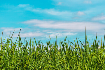 Fototapeta premium rice fields and sky.jasmine rice fields which is the unique rice of Thailand and Asia