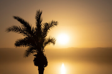 Palm tree against the gold color of the sunset