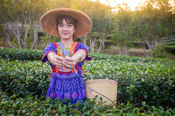 Obraz premium young woman wearing a traditional hill tribe dress with a hat and a basket of green tea is collected in a mountain plantation in the evening.