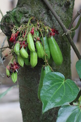 Averrhoa bilimbi on a tree. In Indonesia, Averrhoa bilimbi called as belimbing wuluh, it taste sour. It used as food spices for any kind of traditional cuisine.