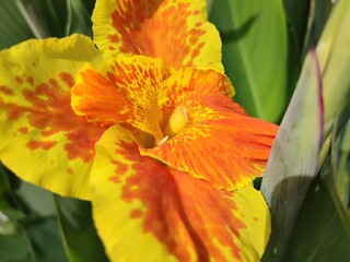 Canna lily thrives in tropical climates. In China, it tubers can be processed into raw materials for biodegradable plastics.