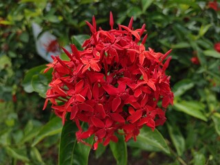 Ixora chinensis, also called as ashoka flower. However, not only beautiful, Ashoka flowers also have many health benefits.