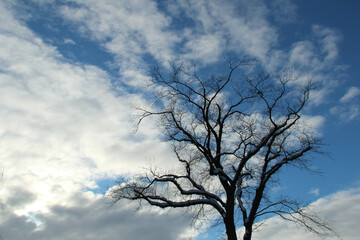 Fototapeta na wymiar Tree in winter against blue sky with clouds