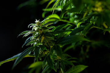 Medical marijuana plant close up. Bud blooming with abundant trichomes