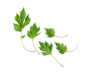 White mugwort leaves isolated on transparent png © supamas