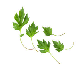 White mugwort leaves isolated on transparent png