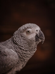 portrait of a parrot
