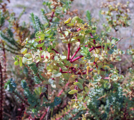plants that grow near the sea