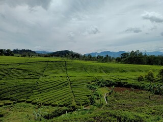 Fototapeta na wymiar tea plantations in the highlands