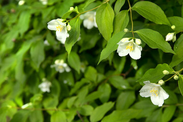 Close up of jasmine white flowers in a garden