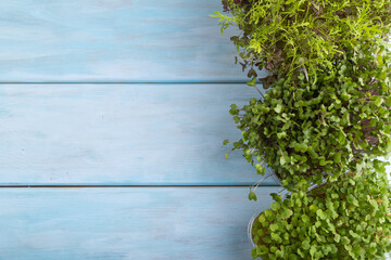 Set of boxes with microgreen sprouts of rucola, mizuna and kohlrabi cabbage. Top view.