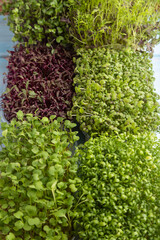 Set of boxes with microgreen sprouts of amaranth, rucola, watercress, mustard,  mizuna and kohlrabi cabbage. Side view.