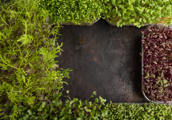 Set of boxes with microgreen sprouts of amaranth, rucola, watercress, mustard,  mizuna and kohlrabi...