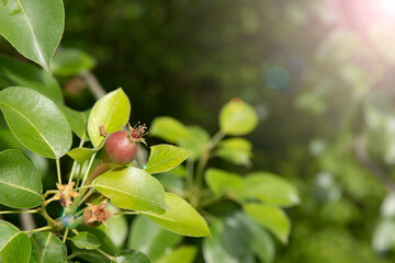 Branch with small pears growing on a tree in garden