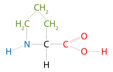 The structure of Proline. Proline is an organic acid classed as a proteinogenic amino acid, although it does not contain the amino group -NH2 but is rather a secondary amine.