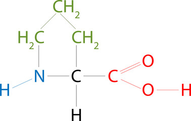 The structure of Proline. Proline is an organic acid classed as a proteinogenic amino acid, although it does not contain the amino group -NH2 but is rather a secondary amine.