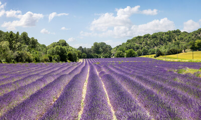 : Lavendelfeld 