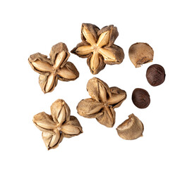 Sacha Inchi on transparent png