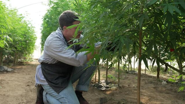 White male farmer pruning cannabis plant on farm, planting plot, cannabis plant maintenance concept Organic farming concept.