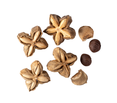 Sacha Inchi on transparent png