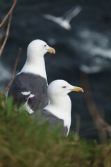 Wild black-tailed gulls in Hokkaido