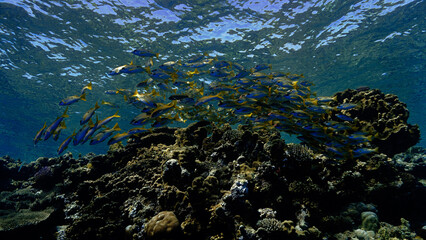 Fototapeta na wymiar Underwater photo of a school of fish at a coral reef