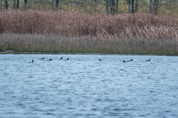 wild ducks gathering and flying to the south