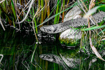 Close up of a Grass snake taking a swim