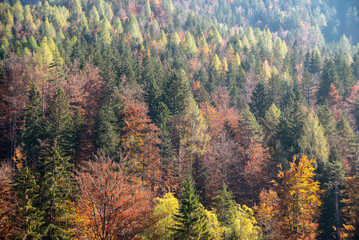 Scenic autumn forest at Crystal Lake in the Julian Alps in Slovenia
