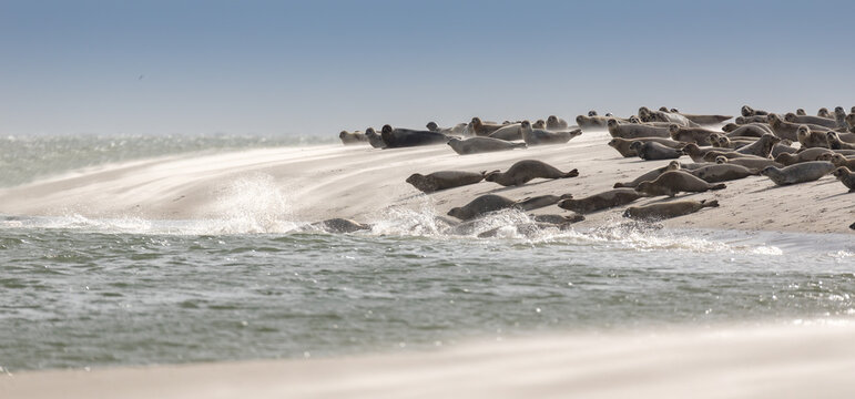 Seals on Norderoogsand