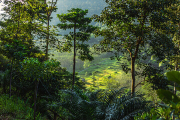 Obraz premium Natural background, high angle from the high mountains that can see the scenery around, the wind blows through the cool, blurred of traveling, the integrity of the moist forest.