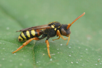 Detailed close up of a red-eyed female Painted nomad bee, Nomada fucata on a green leaf