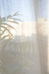 White curtains against sunlights through window with flowerpot palm