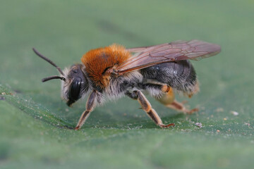 Closeup on a colorful female Orange tailed mining bee, Andrena haemorrhoa on a green leaf
