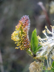 Macro tree flower plant buds early spring 